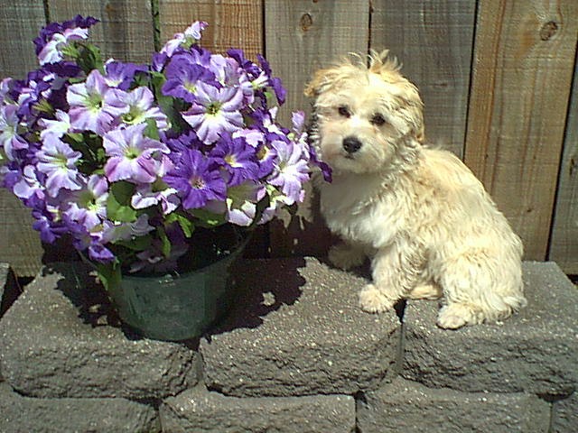 havanese male